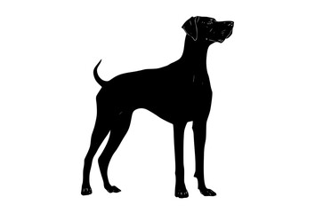 a black silhouette of a dog standing upright on a plain transparent backgroundblack, dog, illustration, pointer, profile, stand 