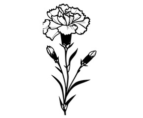 a black and white drawing of a carnation flowerblack, carnation, design, flower, illustration, profile, stem, white 