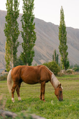 Kyzyl Oi Village, Kyrgyzstan - 25th august 2025
