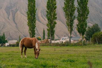 Kyzyl Oi Village, Kyrgyzstan - 25th august 2025