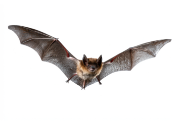 Flying brown bat with wings spread isolated on white background perfect for wildlife and nature illustrations