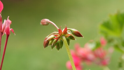 Pąki pelargonii przed rozwinięciem kwiatu © tomo81