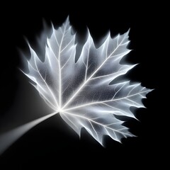Ethereal translucent leaf against a dark background
