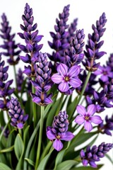 Fototapeta premium Vibrant lavender flowers isolated on a pure white background, perfect for design projects and branding, field, design element