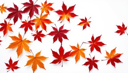 Vibrant red and orange maple leaf isolated on pure white background, perfect for autumn designs and fall themed projects, nature, colorful leaf, october