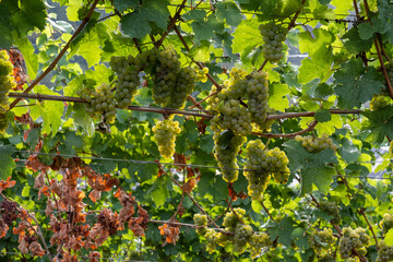 Ripe white riesling grapes on vineyards, harvest time in Calmont region with steepest vineyard in Europe on Moselle river valley, Ediger-Eller, Germany
