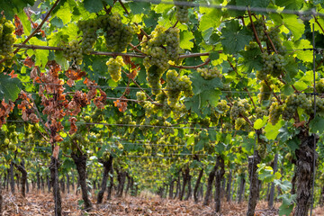 Ripe white riesling grapes on vineyards, harvest time in Calmont region with steepest vineyard in Europe on Moselle river valley, Ediger-Eller, Germany