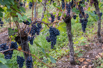 Vineyards with ripe blue Pinot noir Spatburgunder grapes, rows of plants, harvest time in Calmont wine making region with steepest vineyard in Europe on Moselle river valley, Germany