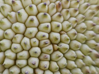 Close-up texture of ripe jackfruit skin with natural pattern.