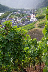 Rain and sun, view on white riesling grapes on vineyards, harvest time in Calmont region with steepest vineyard in Europe on Moselle river valley, Ediger-Eller, Germany