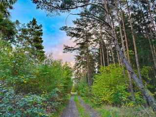 A dirt road in the middle of a wooded area surrounded by trees
