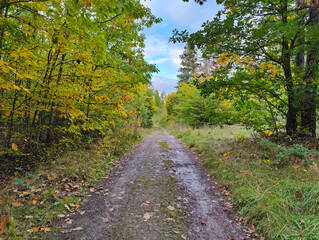 A dirt road in the middle of a wooded area surrounded by trees