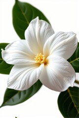 Fototapeta premium Close-up of a pristine white gardenia blossom isolated on a pure white background. Perfect for elegant designs and floral arrangements, blossom, fragrant