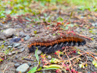 A fuzzy orange and black caterpillar crawling on the ground