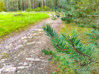 A small pine tree branch in the middle of a dirt road