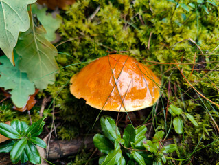 A small orange mushroom sitting on a moss covered ground