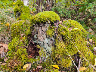 A moss covered tree stump in the woods
