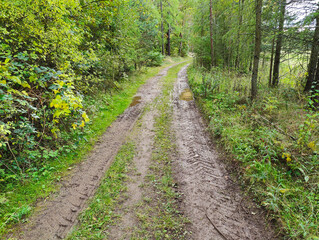 A dirt road in the middle of a wooded area