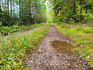 A dirt path in the middle of a wooded area with a puddle of water