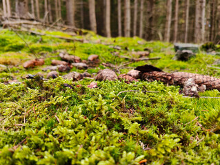 A moss covered ground in the woods with pine cones on it