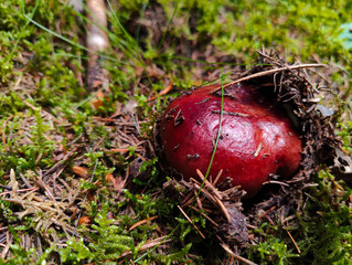 A red mushroom on the ground covered in moss