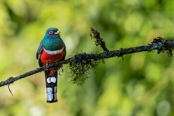 Masked Trogon (Trogon personatus) perched on mossy branch, Manu road, Peru	