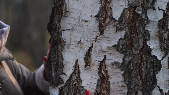 A beautiful middle-aged Caucasian woman on a walk in the autumn forest hugs and kisses a large tree, communication with nature in autumn, a woman's autumn walk