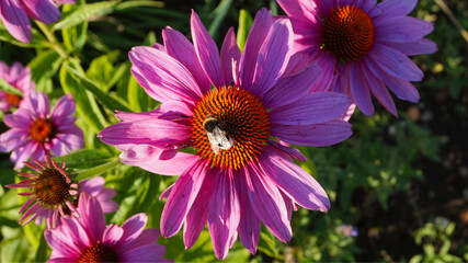 Obraz premium Bumblebee on purple coneflower collecting nectar in summer sunlight