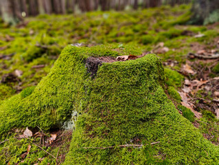 A moss covered tree stump in the woods