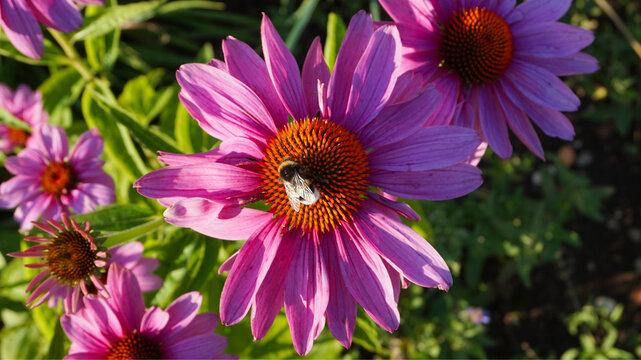 Bumblebee on purple coneflower collecting nectar in summer sunlight