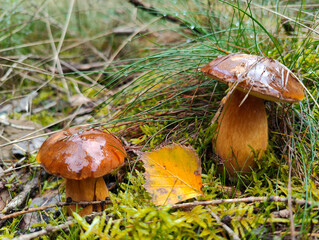 A couple of mushrooms that are sitting in the grass