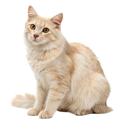 maine coon cat