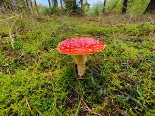 A red and white mushroom sitting on a moss covered ground