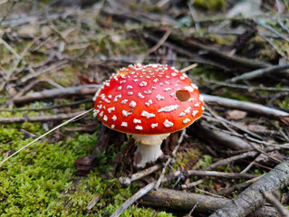 A red and white mushroom sitting on the ground in the woods