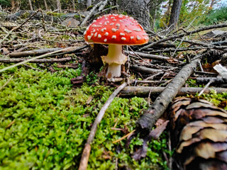 A red and white mushroom sitting on a moss covered ground