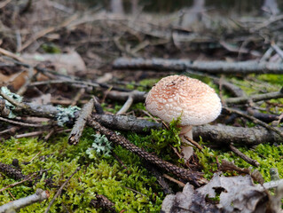 A small mushroom on a moss covered ground in the woods