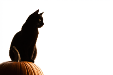 Silhouette of a black cat sitting on a pumpkin isolated on white for Halloween or autumn themes