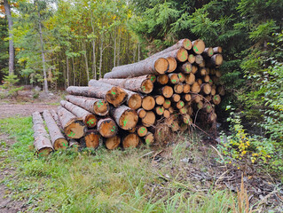 A pile of logs sitting on top of a forest floor