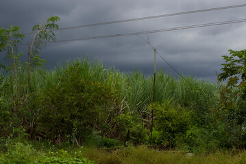 Farm in India