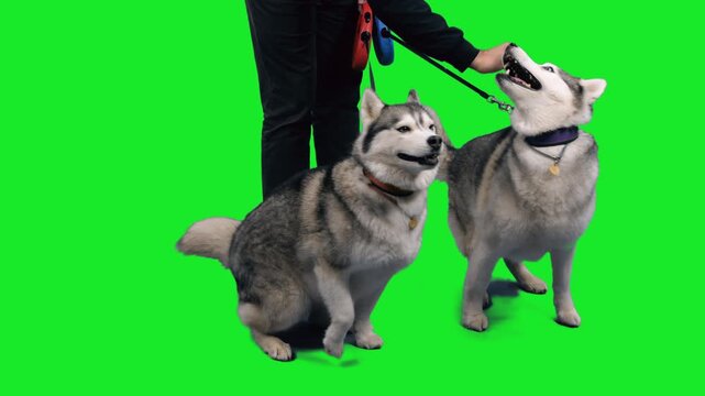 Two huskies dogs with owner on green chroma key background, 4k pre-keyed footage
