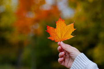 Female hand in white knitted sweater holding orange maple leaf on blurred background of colorful autumn forest