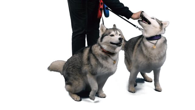 Two huskies dogs with owner, Full HD footage with alpha transparency channel isolated on white background 