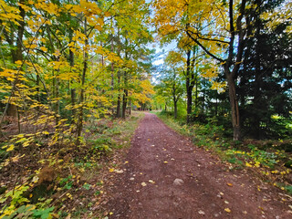 A dirt path in the middle of a wooded area surrounded by trees