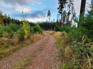 Fototapeta premium A dirt road in the middle of a forest