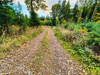 A dirt road in the middle of a wooded area