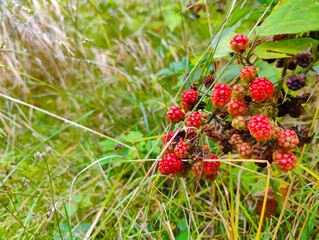 A bunch of ripe red berries on a bush in the grass
