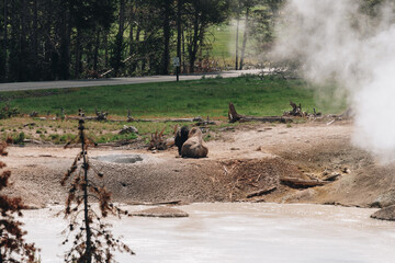 yellowstone wildlife
