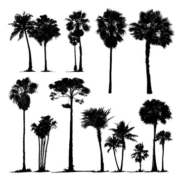 A diverse collection of black palm tree silhouettes isolated on a white background.