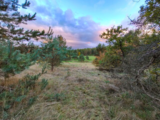 A grassy field with trees and bushes in the foreground
