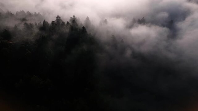 Aerial view of the dark trees partially obscured by a blanket of thick fog, creating a mysterious and ethereal atmosphere, Mill Valley, California, United States.
